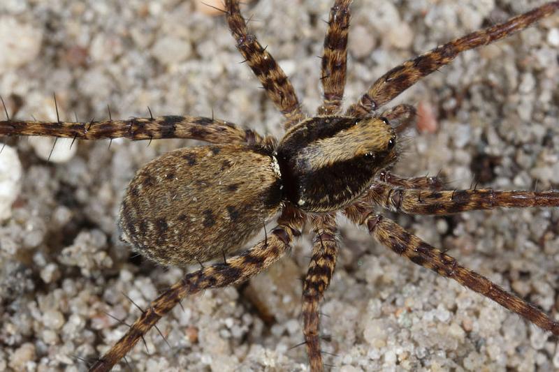 Pardosa_lugubris_D7411_Z_90_NP De Hoge Veluwe_Nederland.jpg